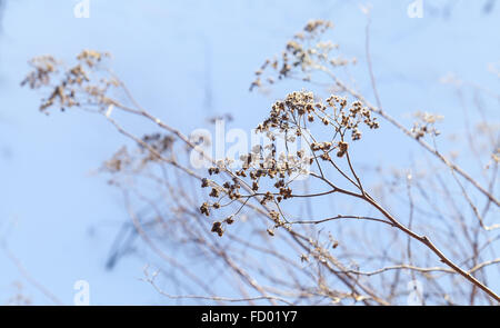 Trockenblumen in Winter Park, Nahaufnahme Foto mit Tiefenschärfe und verschwommene blaue Schnee Hintergrund Stockfoto