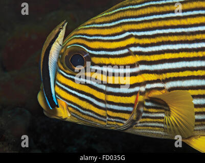 Beschenkung Süßlippen, Plectorhinchus Polytaenia mit Bluestreak Reinigungsmittel Wrasse; Labroides Dimidiatus; Tulamben; Bali; Indonesien Stockfoto