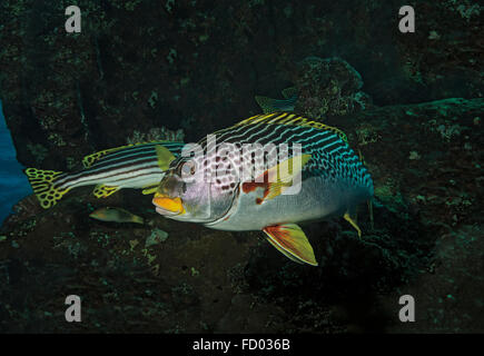 Indischen Ozean Orientalische Süßlippen, Plectorhinchus Vittatus im Korallenriff, Tulamben; Bali; Indonesien Stockfoto