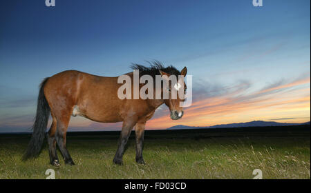 Isländische Pferd, Island Stockfoto