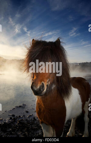 Islandpferd an der blauen Lagune, Island Stockfoto