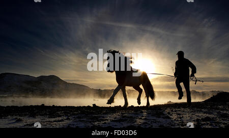 Trainer mit Islandpferd an der blauen Lagune, Island Stockfoto