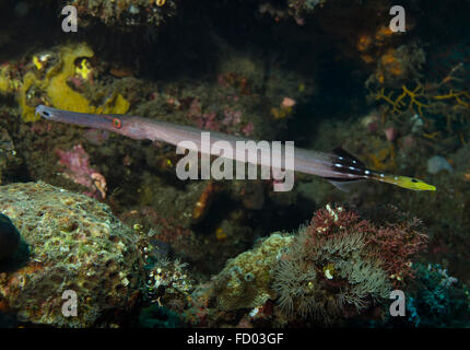 Trumpetfish, Aulostomus Maculatus, Jagd auf Korallenriff in Tulamben, Bali, Indonesien, Stockfoto