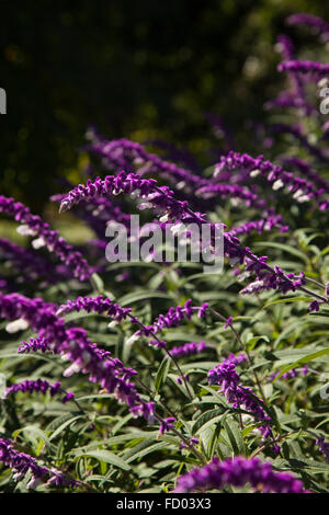 Eine mexikanische Salbei Busch wächst in Südfrankreich. Stockfoto