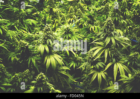 Hintergrundtextur von Marihuana-Pflanzen auf Indoor Cannabis-Farm mit flach Vintage-Stil Stockfoto