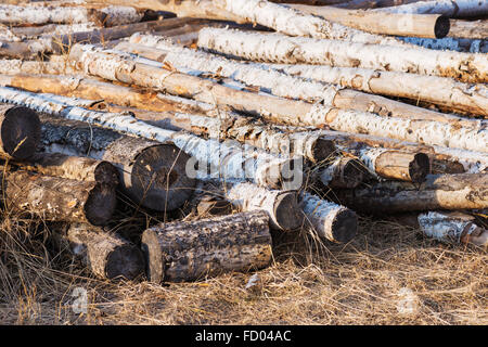 Stapel von Birke Protokolle. Natürliches Material, alternative Energien. Stockfoto