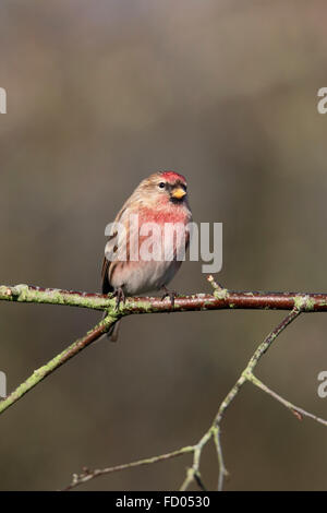 Geringerem Redpoll, Acanthis Kabarett, einziger Vogel auf Zweig, Warwickshire, Januar 2016 Stockfoto