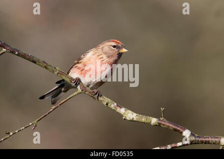 Geringerem Redpoll, Acanthis Kabarett, einziger Vogel auf Zweig, Warwickshire, Januar 2016 Stockfoto