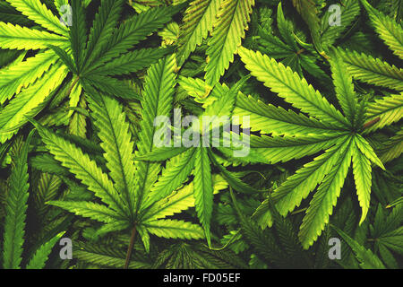 Cannabis Textur Marihuana Blatt Haufen Hintergrund mit flach Vintage-Stil Stockfoto