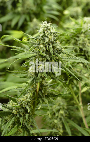 Close Up Marihuana Knospe auf Indoor Cannabis-Pflanze mit unscharfen Hintergrund Stockfoto