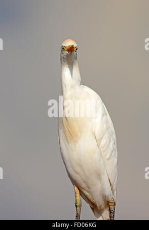 Kuhreiher Porträt Stockfoto