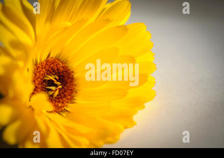 Close-up eine Gelbe Blume Stockfoto