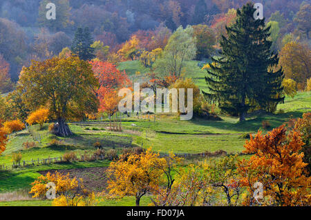 Italien Ligurien Aveto Regional Park, Wald im Herbst in der Nähe von Monte Penna Stockfoto