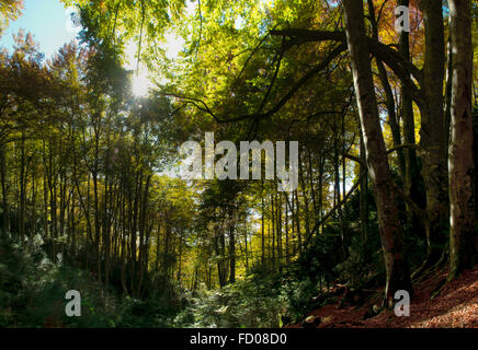 Buchenwald im Herbst, Catalonia La Grevolosa Stockfoto
