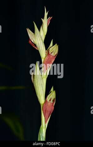 Östliche Serapias Orchidee - Serapias Orientalis vom östlichen Mittelmeer Stockfoto