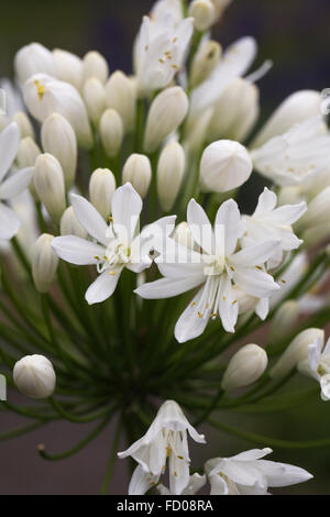 Agapanthus 'White Heaven' Blumen. Stockfoto