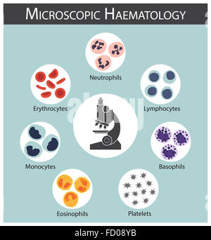 Mikroskopischen Hämatologie (Erythrozyten: Erythrozyten) (Leukozyten: Neutrophile, Lymphozyten, Monozyten, Eosinoph Stockfoto