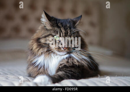 Langhaarige Katze auf dem Bett Stockfoto