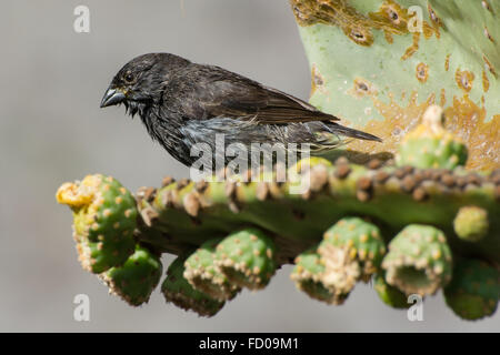 Ein kleiner Kaktus-Fink ruht eines Darwinfinken von den Galapagos-Inseln kurz am Rande eines Catcus. Stockfoto