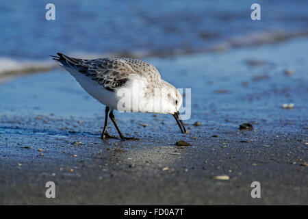 Sanderling (Calidris Alba) in nicht-Zucht Gefieder am Rande der Brandung entlang der Nordseeküste im Winter auf Nahrungssuche Stockfoto