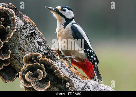 Buntspecht / größere Spotted Woodpecker (Dendrocopos großen) männlichen Futtersuche auf Baumstamm in Pilzen bedeckt Stockfoto