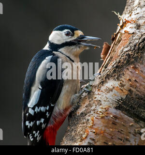 Buntspecht / größere Spotted Woodpecker (Dendrocopos großen) männlich Futtersuche auf Birke Baumstamm und aufrufen Stockfoto