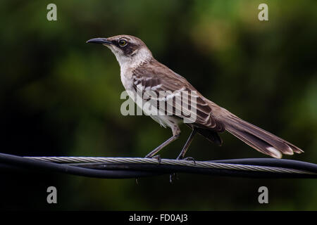 Eine Galapagos-Spottdrossel (Mimus Parvulus) hockt auf einige Drähte auf der Insel Santa Cruz. Stockfoto