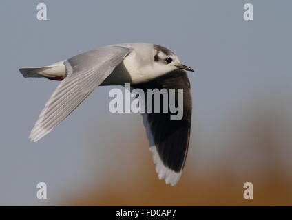 Winterkleid wenig Möve im Flug Stockfoto