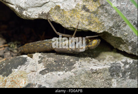 Südlichen Hawker Libelle Nymphe - Aeshna Cyanea in Riss im Felsen Stockfoto