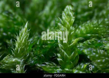 Zypresse-leaved Zopf-Moos / Hypnum Moos (Hypnum Cupressiforme) Nahaufnahme Stockfoto