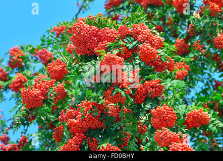 Die Trauben reifen Eberesche unter Laub gegen den blauen Himmel. Rot Rowan. Stockfoto