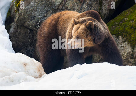 Weibliche europäischer Braunbär (Ursus Arctos Arctos) Räumlichkeiten in Wald, Nationalpark Bayerischer Wald, Deutschland. Stockfoto