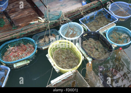 Körbe mit verschiedenen Arten von Fisch und Schalentieren zu verkaufen, angebunden an ein kleines Boot in der Halong Bucht, Vietnam Stockfoto