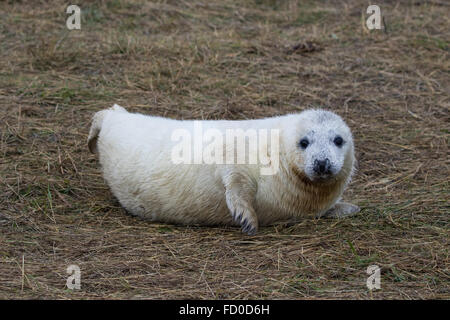 Kegelrobben Pup in Grass Dune. Im Winter. Donna Nook. Stockfoto