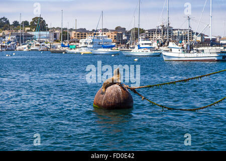 Seelöwen und Robben am Pier in Monterey, Kalifornien Stockfoto