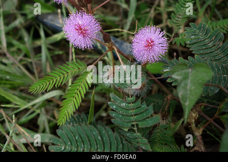 Empfindlichkeit-Pflanze, Mimose, Flowereing Abfall Boden in Quang Ninh Provinz, Nord-Vietnam Stockfoto