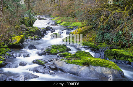 Das Moos bedeckt Felsen entlang der Küste von Sweet Creek in die Coast Range Mountains im westlichen Oregon. Stockfoto