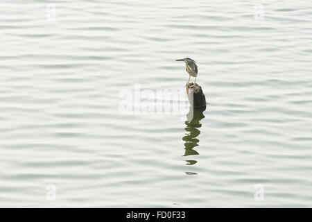 Schwarz-gekrönter Nachtreiher, Nycticorax Nicticorax, thront auf einem Post-Angeln in West Lake, Hanoi, Vietnam, Januar Stockfoto