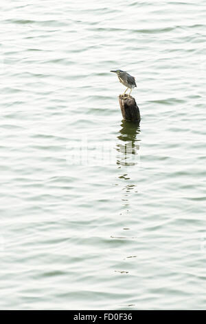 Schwarz-gekrönter Nachtreiher, Nycticorax Nicticorax, thront auf einem Post-Angeln in West Lake, Hanoi, Vietnam, Januar Stockfoto