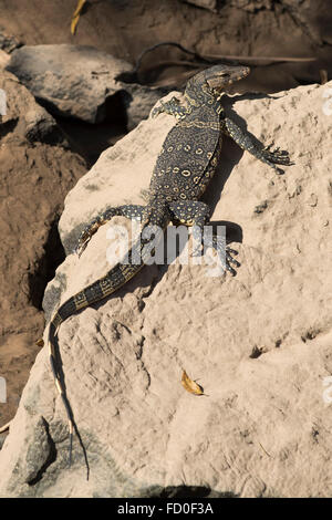 Junge asiatische Wasser-Wasser-Waran, Varanus Salvator, sonnen sich auf einem Felsen am Ufer des River Kwai in den frühen Morgenstunden Stockfoto