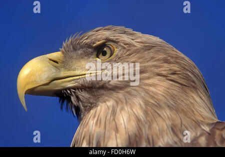 White tailed Eagle, Kopf Stockfoto