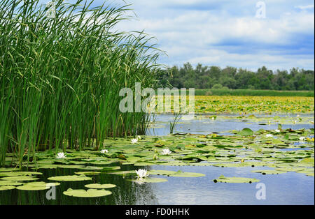 Reed und weißen Lilien auf dem See gegen den bewölkten Himmel Stockfoto