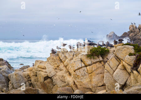 Vogelfelsen mit Wasservögeln. Möwen und Kormorane Vögel sitzen auf den Felsen, Monterey, Kalifornien Stockfoto