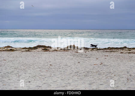 Hund am Strand in Monterey Grove, Kalifornien, USA Stockfoto