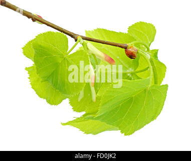 Linden-Zweig mit jungen Flugblätter und Bud auf dem weißen Hintergrund Stockfoto