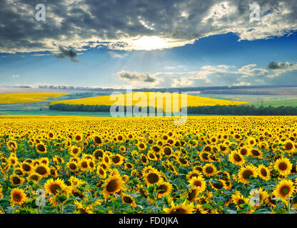 Sonnenaufgang mit einem dramatischen Himmel über Sonnenblumenfelder Stockfoto