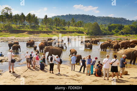Sri Lanka - Touristen beobachten Elefanten beim Bad im Fluss, Pinnawela Elefantenwaisenhaus für wilde asiatische Elefanten Stockfoto