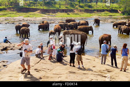 Sri Lanka - Touristen beobachten Elefanten beim Bad im Fluss, Pinnawela Elefantenwaisenhaus für wilde asiatische Elefanten Stockfoto