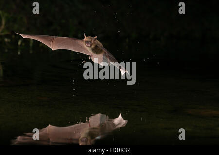 Große braune Fledermaus, Eptesicus Fuscus, Green Valley, Arizona, USA; ursprünglich aus Nordamerika, C-Amerika, Karibik & nördlichen Südamerika Stockfoto