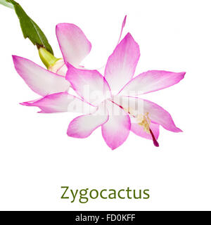 Blume des ein Magenta Zygocactus isoliert auf weißem Hintergrund Stockfoto